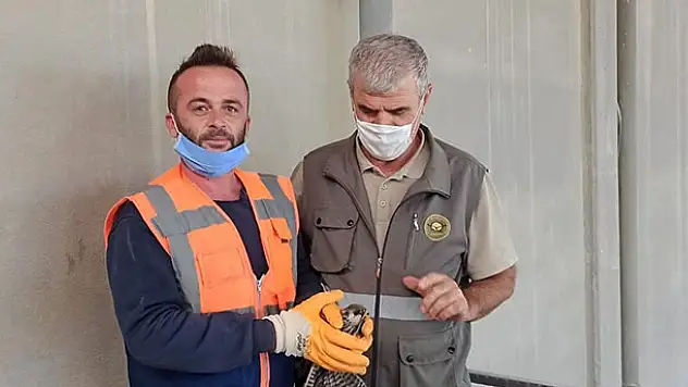Konya'da bulunan yaralı gökçe delice tedavi edilecek