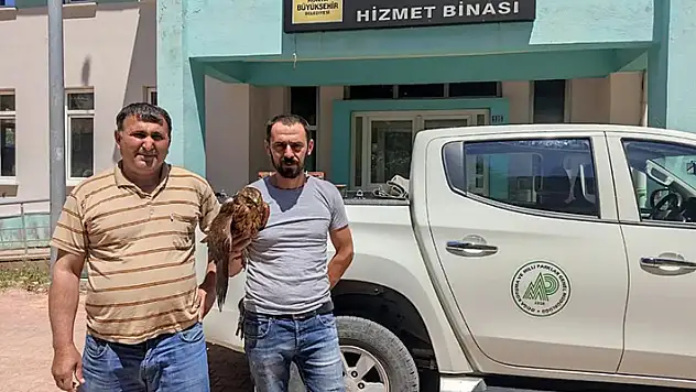 Konya'da bulunan yaralı kızıl şahin tedaviye alındı
