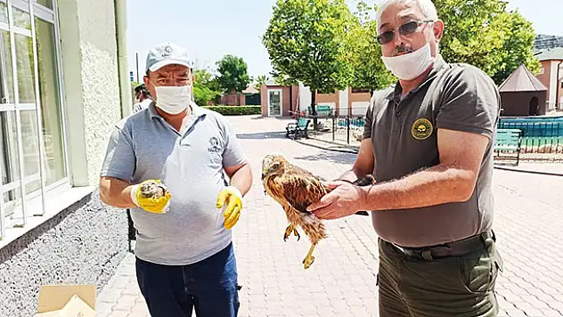 Konya'da bulunan yaralı kuşlar koruma altına alındı