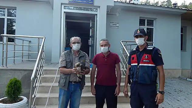 Konya'da bulunan yaralı paçalı şahin tedavi edilecek