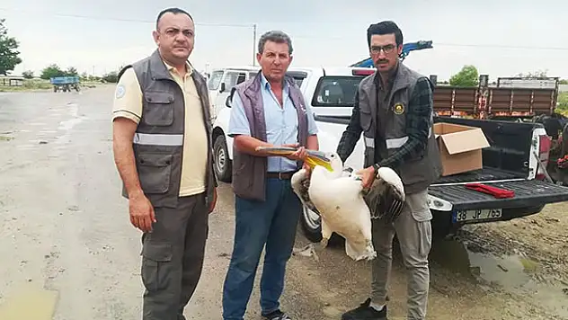 Konya'da bulunan yaralı pelikan koruma altına alındı
