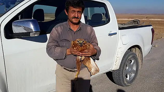 Konya'da bulunan yaralı şahin koruma altına alındı