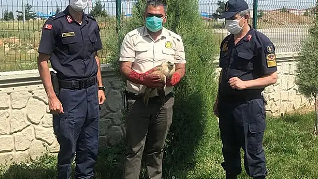 Konya'da bulunan yaralı şahin, Milli Parklar Şefliğine teslim edildi