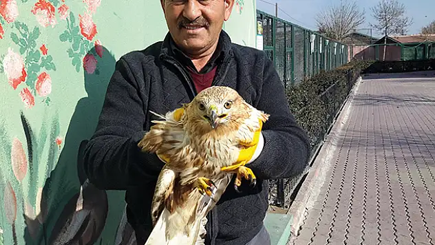 Konya'da bulunan yaralı şahin tedaviye alındı