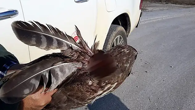 Konya'da bulunan yaralı şahin tedaviye alındı