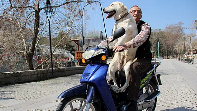 Konya'da Bulut köpeğin motosiklet tutkusu görenleri şaşırtıyor