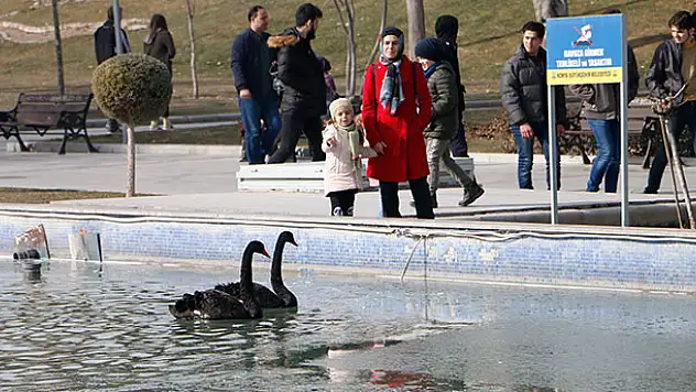 Konya'da buz tutan havuzda kuğuların yürüme mücadelesi renkli görüntüler oluşturdu