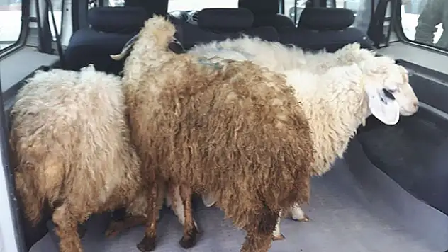 Konya'da çaldığı koyunları satmak isteyen şüpheli yakalandı