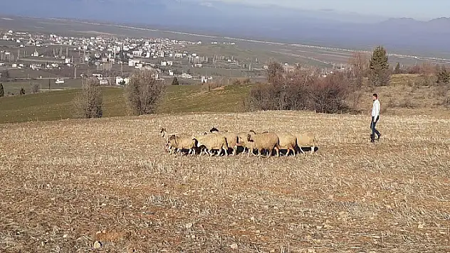 Konya'da çalındı ihbarı yapılan koyunlardan bir kısmı 5 kilometre uzaklıkta bulundu
