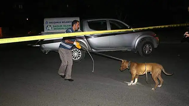 Konya'da çalıntı otomobilden 'pitbull' çıktı
