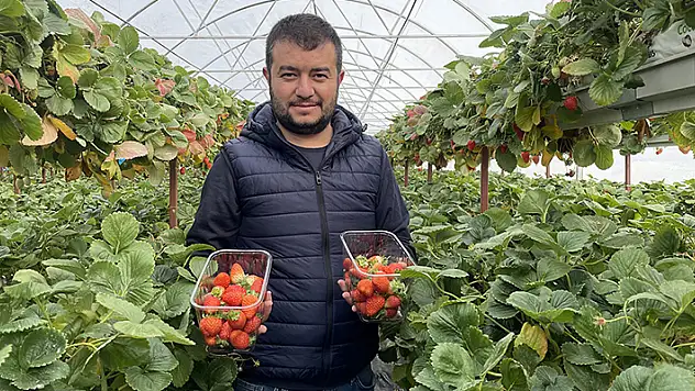 Konya'da çalıştığı bankadan istifa eden girişimci, topraksız tarımla çilek üretimine başladı
