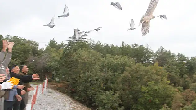 Konya'da canlı mühre olarak kullanılan 12 kaya güvercini ve şahin doğaya bırakıldı
