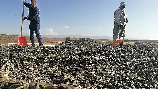 Konya'da çerezlik ayçiçeği hasadı başladı
