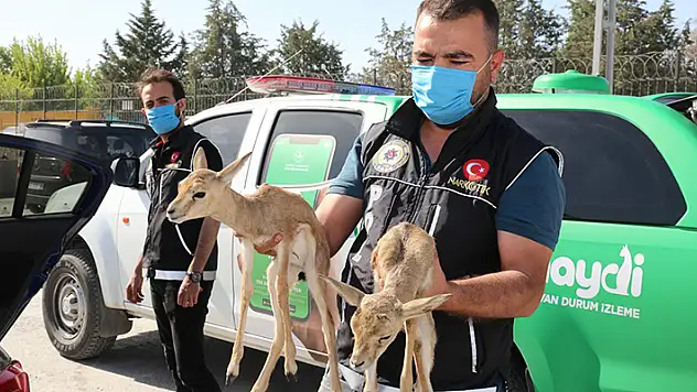Konya'da çevre, doğa ve hayvanları koruma polisleri 24 saat görev başında

