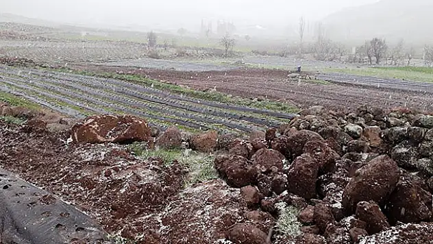 Konya'da çiftçiler kar yağışı altında çilek ekimi yapıyor