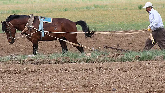 Konya'da çiftçilerin 'atlı eşekli' fasulye ekimi mesaisi