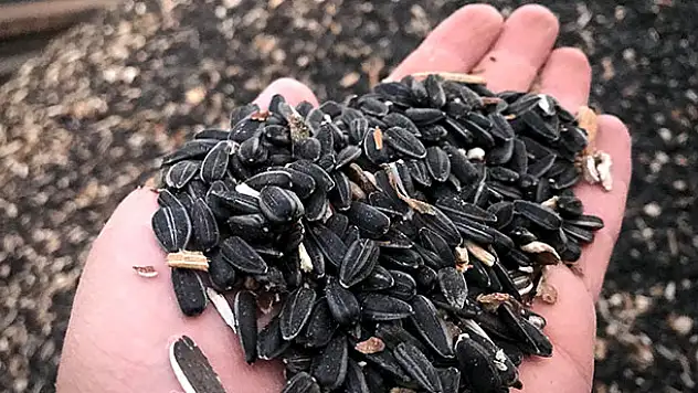 Konya'da çiftçinin yüzü yağlık ayçiçeğiyle gülüyor