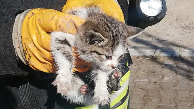Konya'da çıkan yangında kedi yavrusunu itfaiyenin dikkati kurtardı
