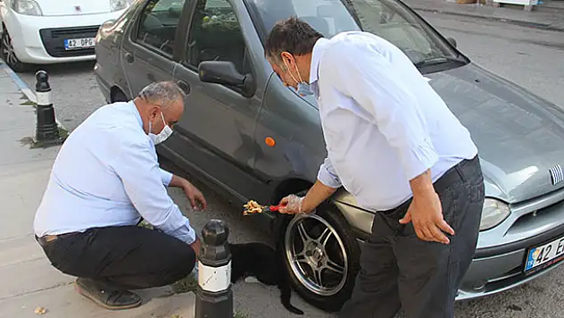 Konya'da çıktığı ağaçtan inemeyen kediyi itfaiye ekipleri kurtardı