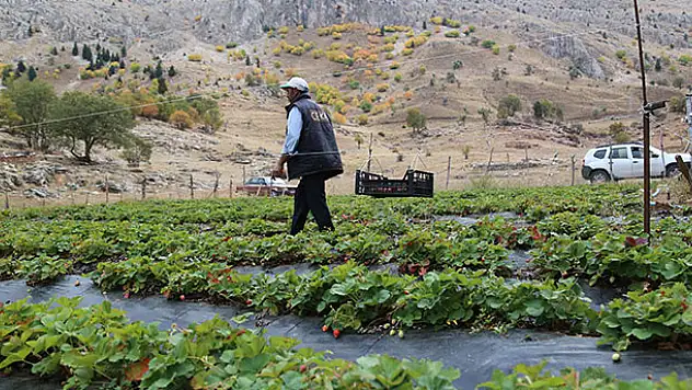 Konya'da çilek üreticisi zedelemeden çilek toplamak için sistem geliştirdi