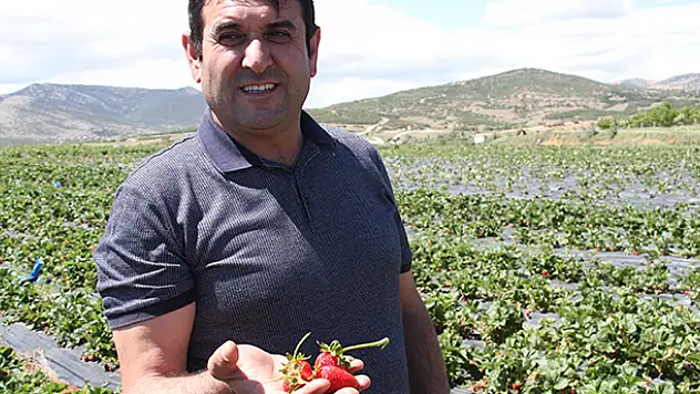 Konya'da çilek üretiminin özeti: Tarımsal işçilikten patronluğa...