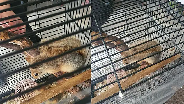 Konya'da CİMER ihbarı üzerine kafeste beslenen 2 sincap bulundu
