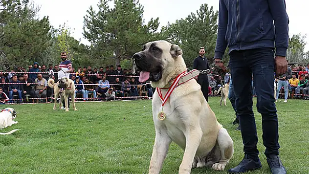 Konya'da çoban köpekleri yarıştı