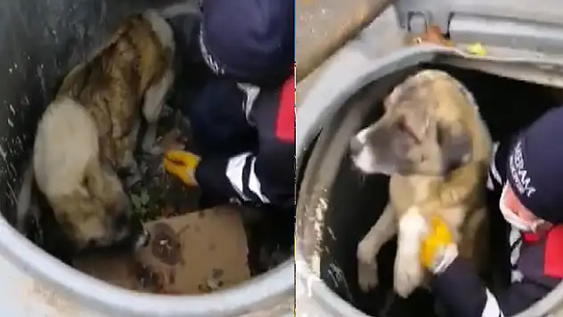 Konya'da çöpün içine düşen köpeği temizlik görevlisi kurtardı