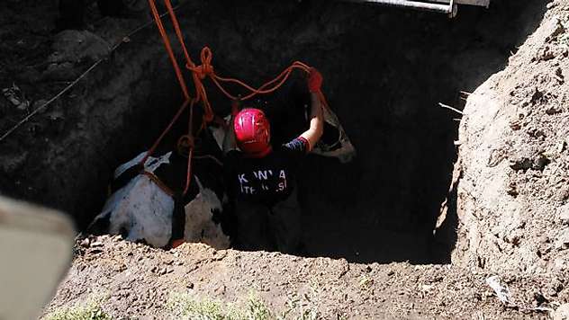 Konya'da çukura düşen ineği itfaiye kurtardı
