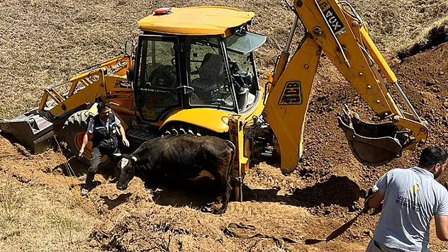 Konya'da çukura düşen inek kepçeyle kurtarıldı
