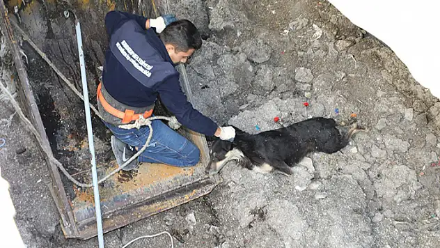 Konya'da çukura düşen köpek belediye görevlilerince kurtarıldı
