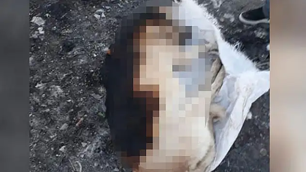 Konya'da çuval içerisinde yakılmış köpek ölüsü bulundu