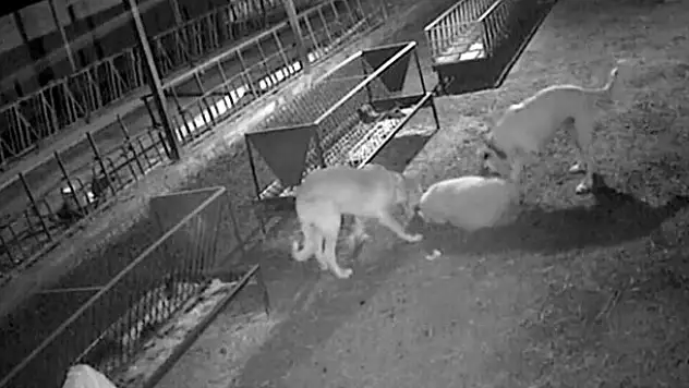 Konya'da dehşet anları! Ağıla giren 2 köpek 30 koyunu telef etti