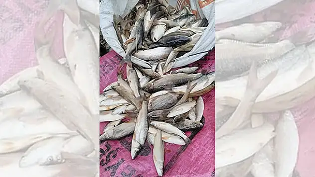 Konya'da derede balık otuyla ava 3 bin 270 lira ceza