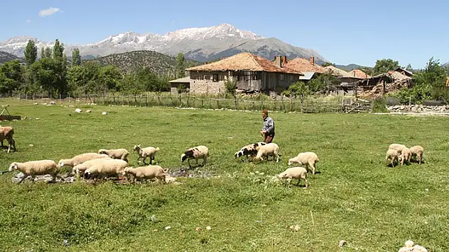 Konya'da devam eden yağışlar besicileri de memnun etti