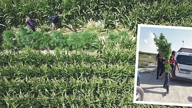 Konya'da dişi Hint keneviri operasyonları: 220 kök...