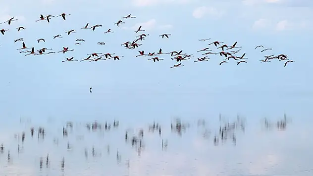 Konya'da doğa harikası görüntüler!  Tuz Gölü'nde yavru flamingo şöleni