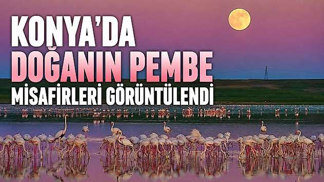 Konya'da doğanın pembe misafirleri görüntülendi