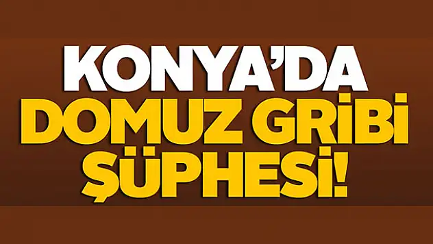 Konya'da domuz gribi şüphesi