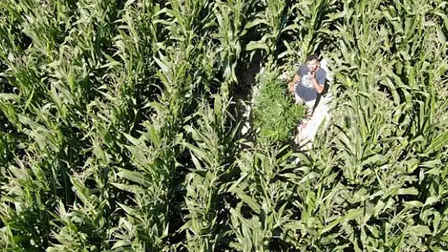 Konya'da drone ile kenevir operasyonu