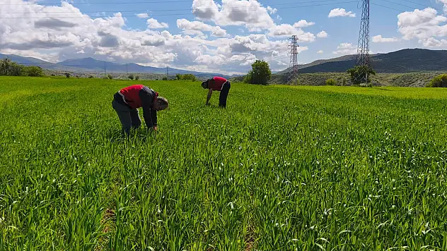 Konya'da ekili alanlarda süne çalışması yapılıyor