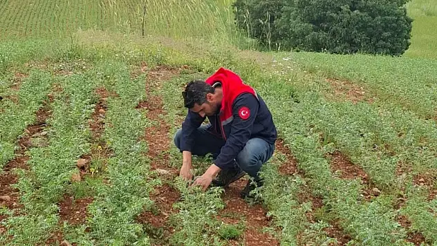 Konya'da ekili araziler sıkı kontrol altında