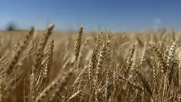 Konya'da ekmeklik buğday çeşidi 'İkonya' verimiyle öne çıkıyor
