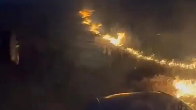 Konya'da elektrik akımına kapılan kuşlar yangına neden oldu
