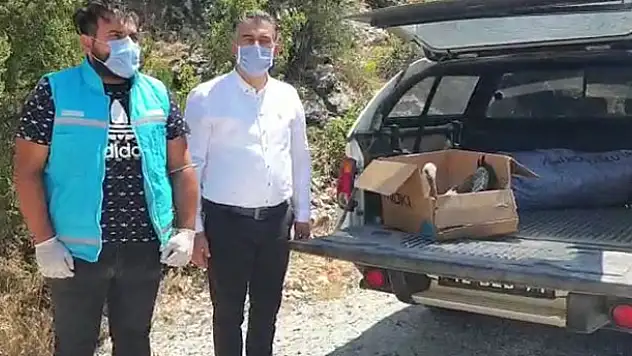 Konya'da enerji nakil hattına çarparak yaralanan leylek tedavi altına alındı