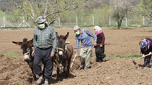 Konya'da eşeklerle tarım halen revaçta! Fasulye üreticilerinin zorlu mücadelesi