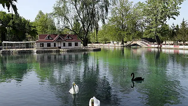 Konya'da eşsiz bir güzellik: Kuğulu Milli Parkı