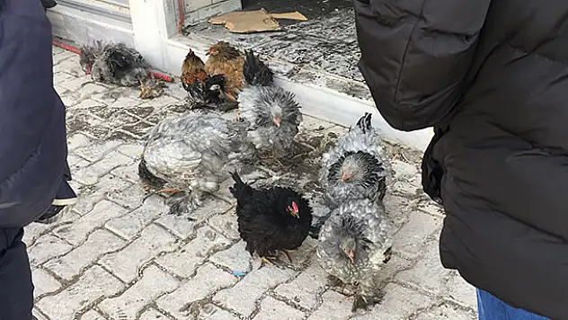 Konya'da ev yangını! Bodrumdaki tavuklar telef oldu