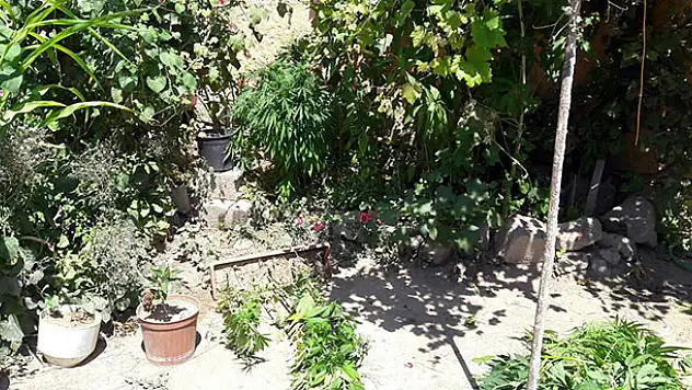 Konya'da evin bahçesinde 300 kök Hint keneviri bulundu