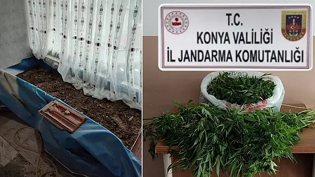 Konya'da evinde uyuşturucu serası oluşturan kişi tutuklandı
